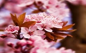 Đào hồng tự nở hoa